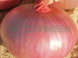 Oignon violet de galmi